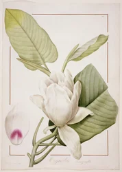 Magnolia macrophylla, 1811